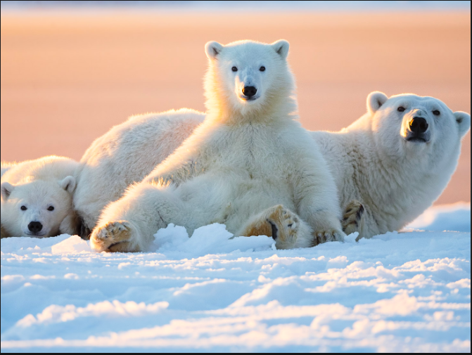 Where Do Polar Bears Keep Their Money?